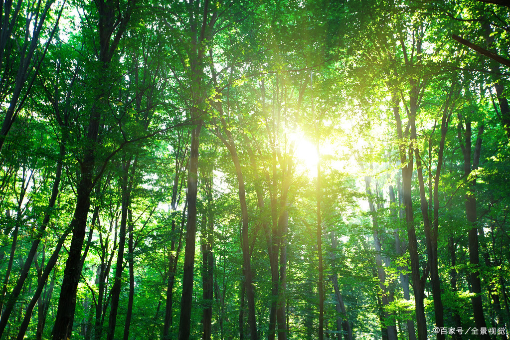 阳光穿透树木的间隙"赤城映朝日,绿树摇春风"——唐代:王勃