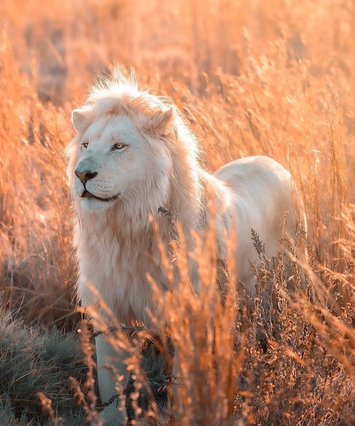 帅气的狮子好有威严,这个狮子霸气侧漏!