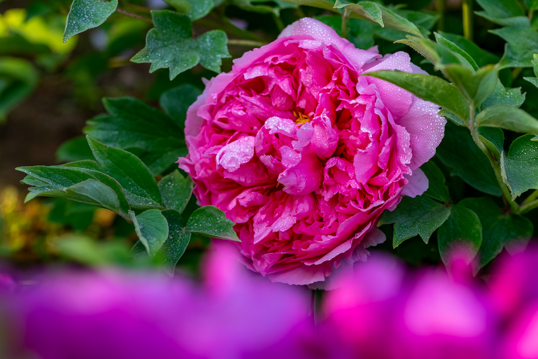 临沂牡丹花开正艳 引市民驻足赏花正当时