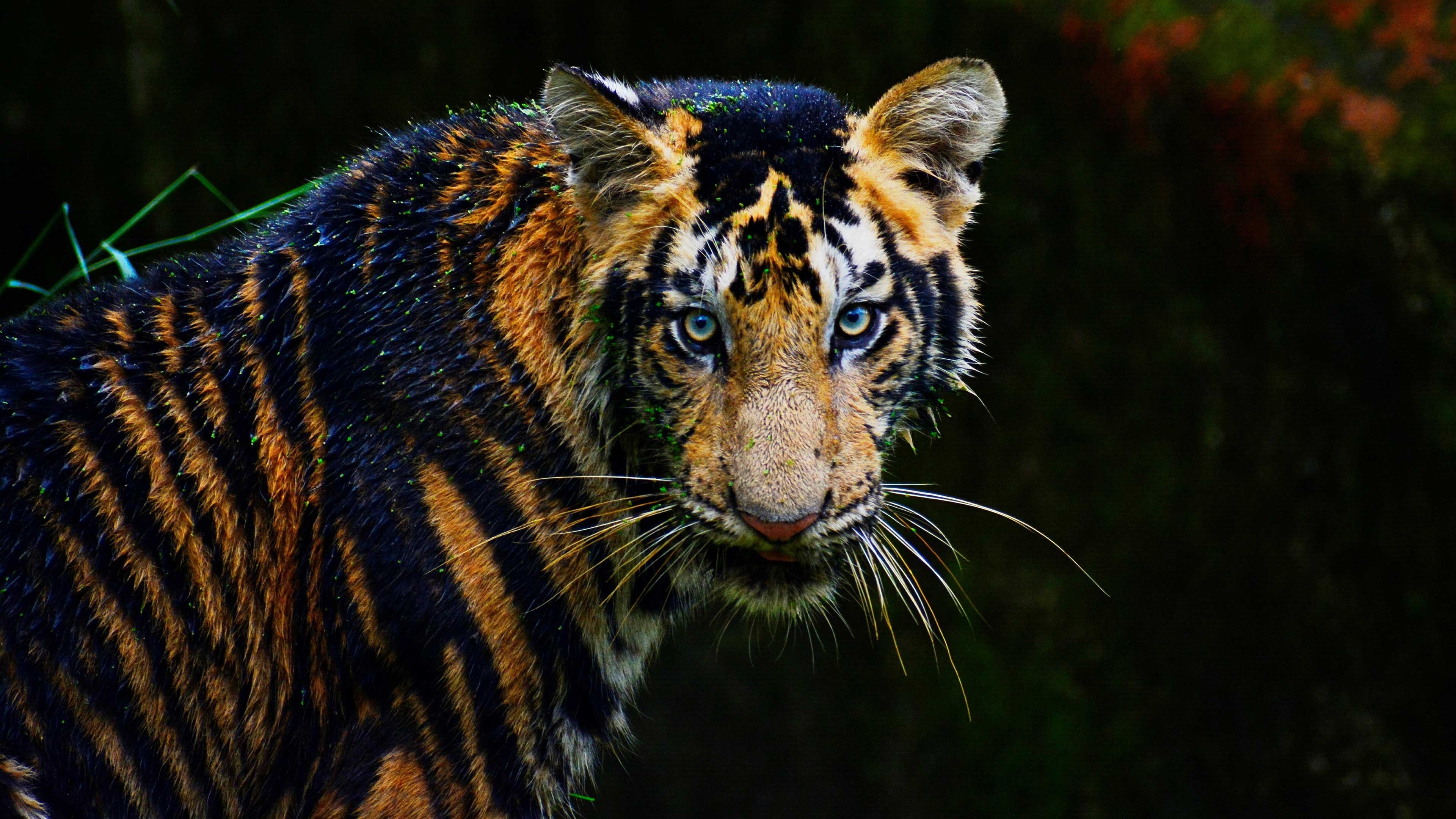 森林之王帅气壁纸