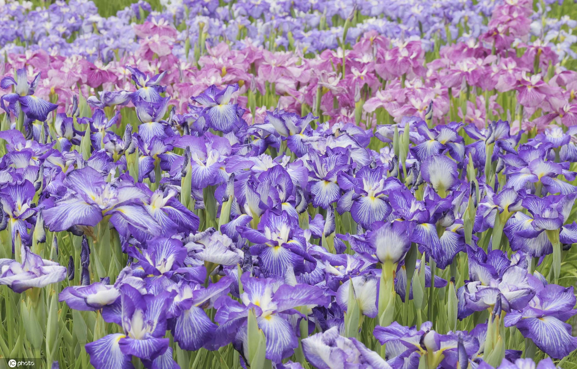 日本鸢尾花盛开夏日紫色小花清新淡雅