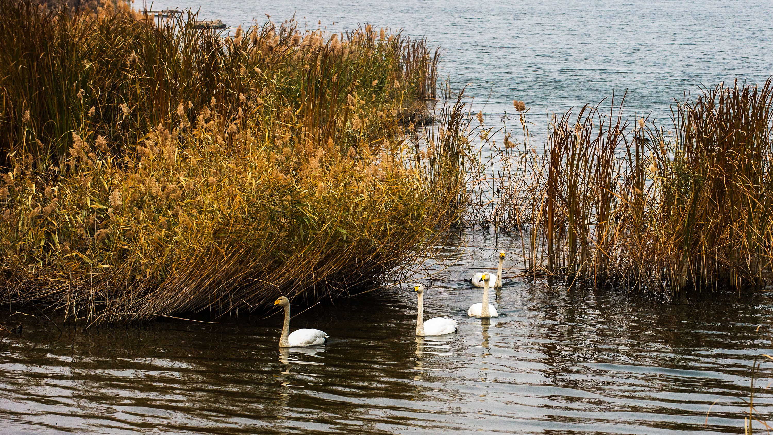 辽宁锦州:女儿河上天鹅飞舞