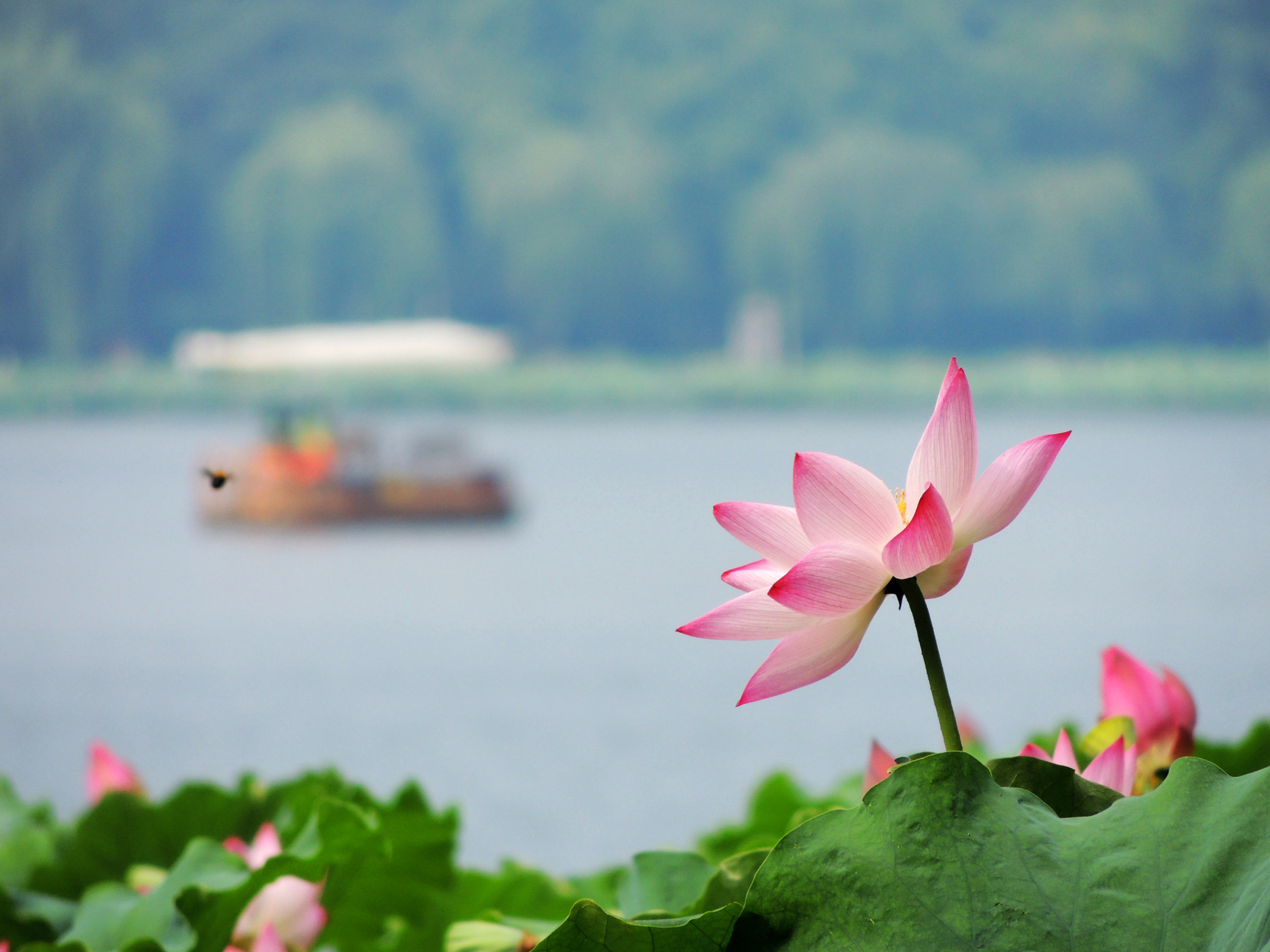 盛夏的西湖边,捡到一个聊斋故事,叫做《荷花三娘子》