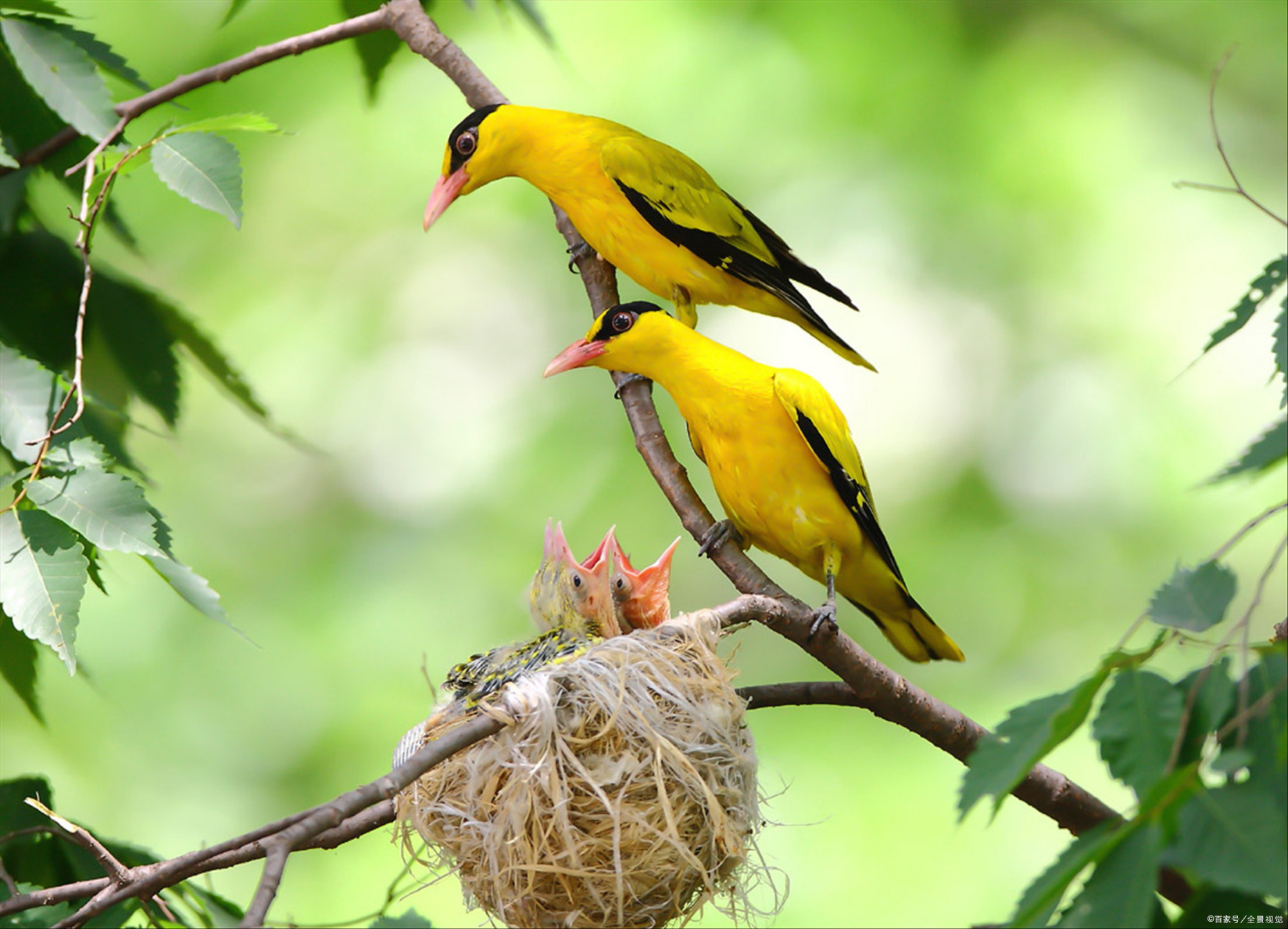 黄鹂与白鹭"两个黄鹂鸣翠柳,一行白鹭上青天"——唐代:杜甫
