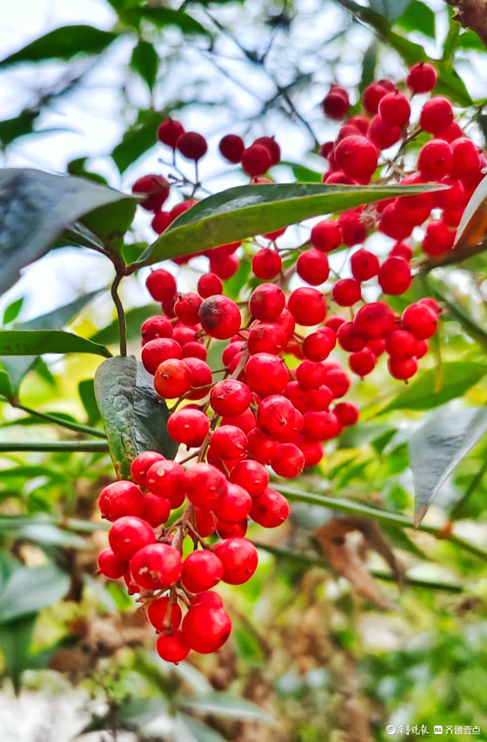 红红的果实满枝头,南天竹美丽动人
