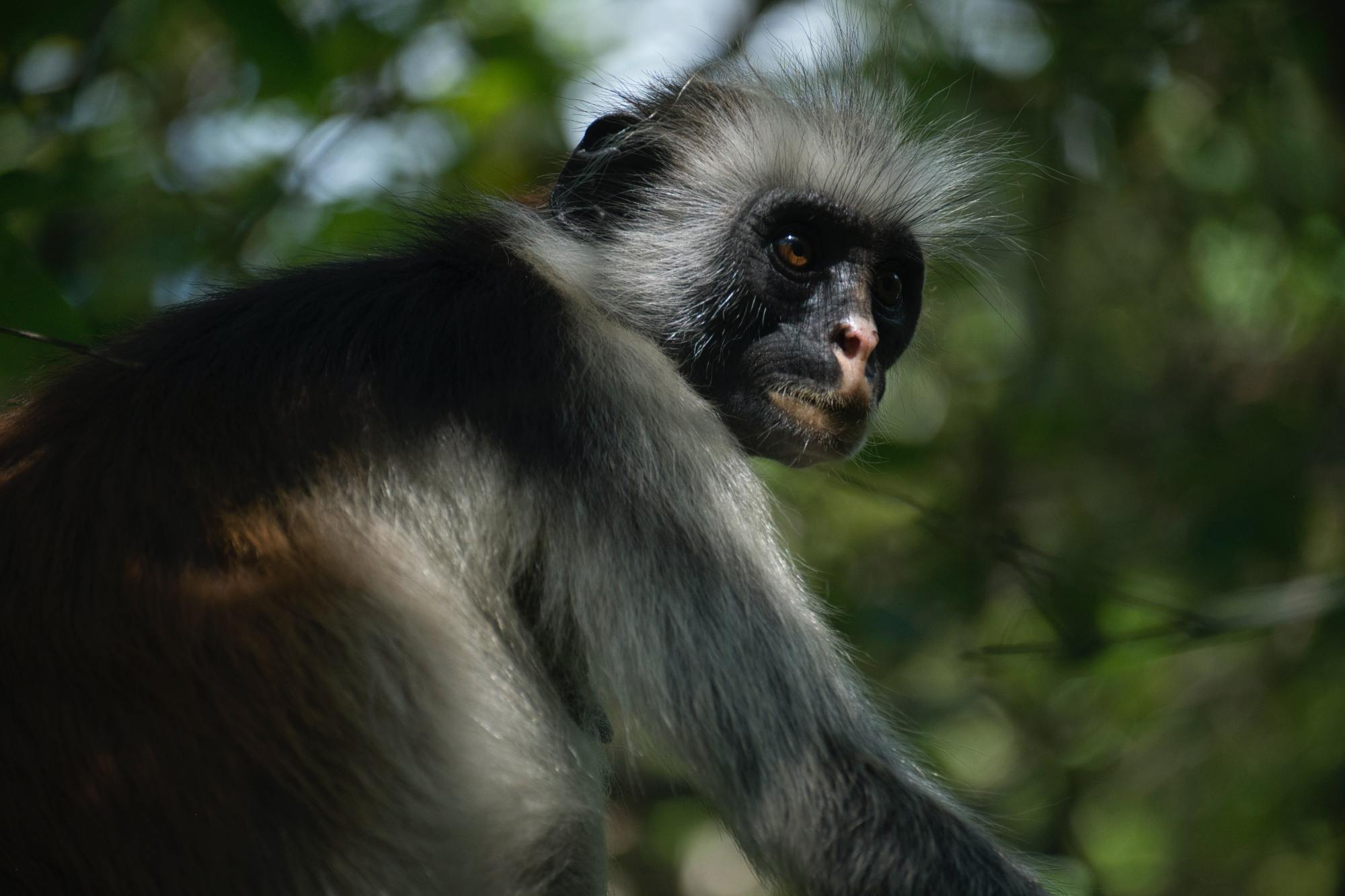 这动物世界也太好看了吧,精美动物图集高清分享
