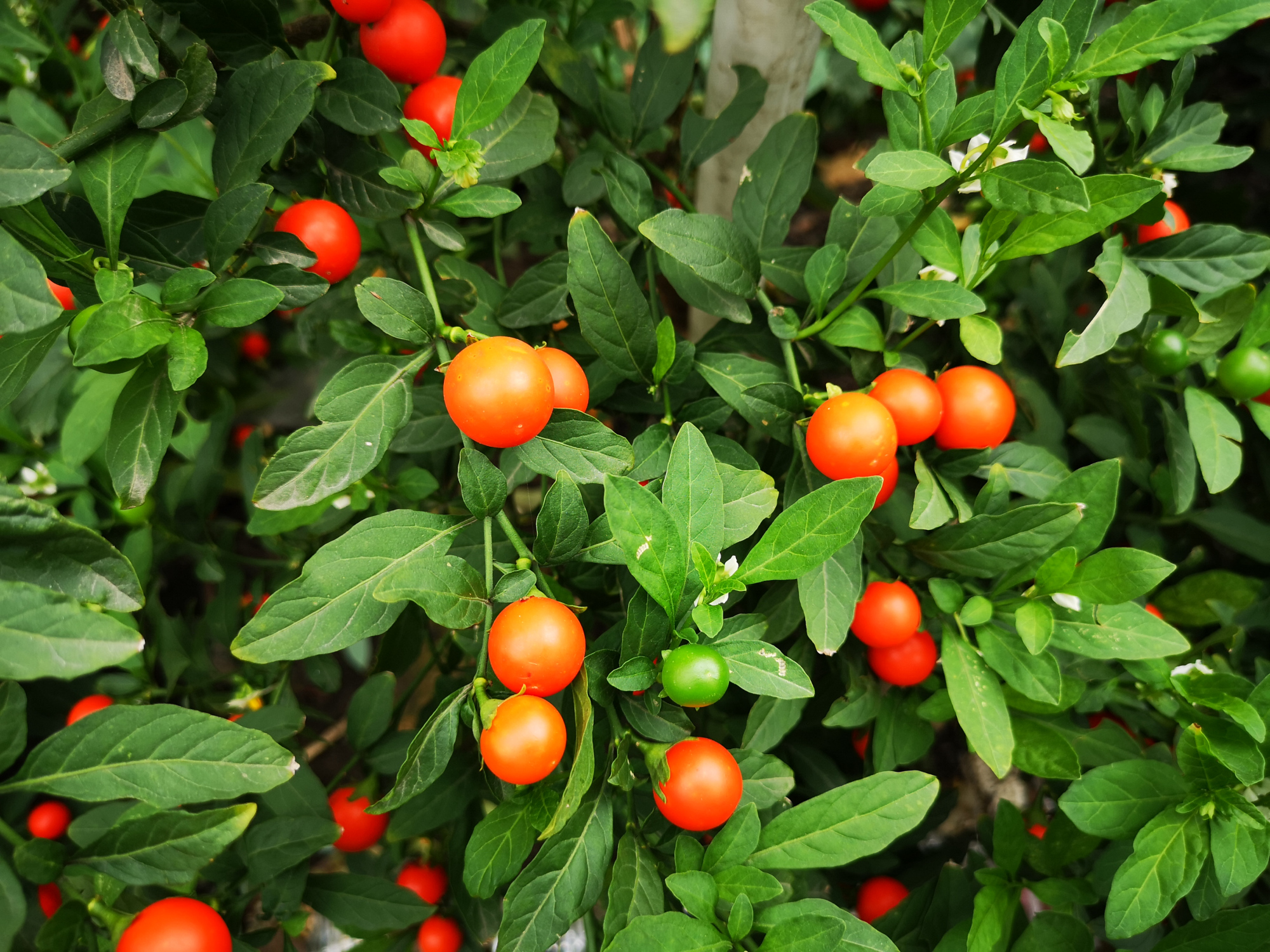 一树吉庆果,美丽鲜艳,吉祥喜庆