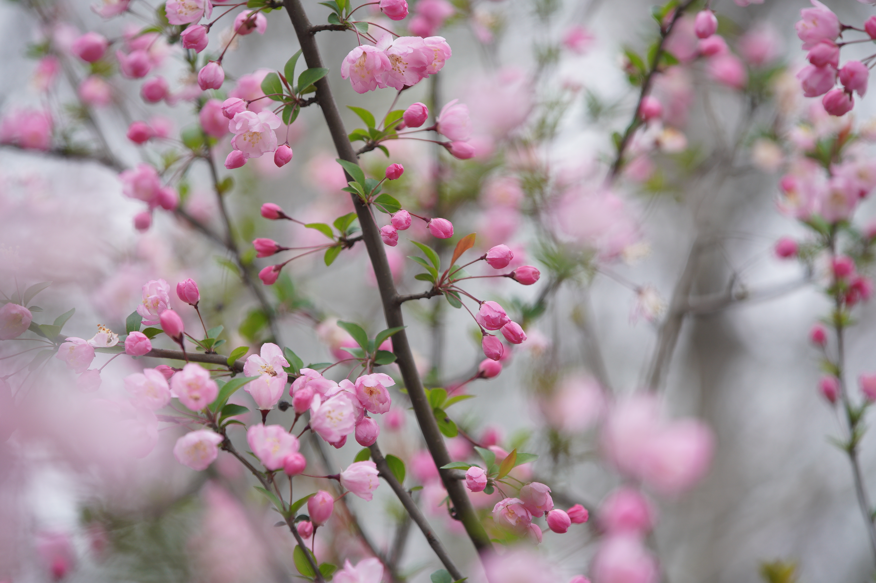 荆川公园海棠花图片