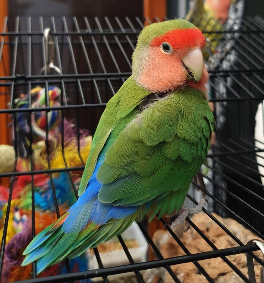 漂亮可爱的绿桃鹦鹉有趣活泼,鲜艳的羽毛太亮眼了!