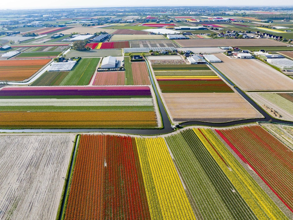 航拍荷兰库肯霍夫公园郁金香花海 缤纷如调色板