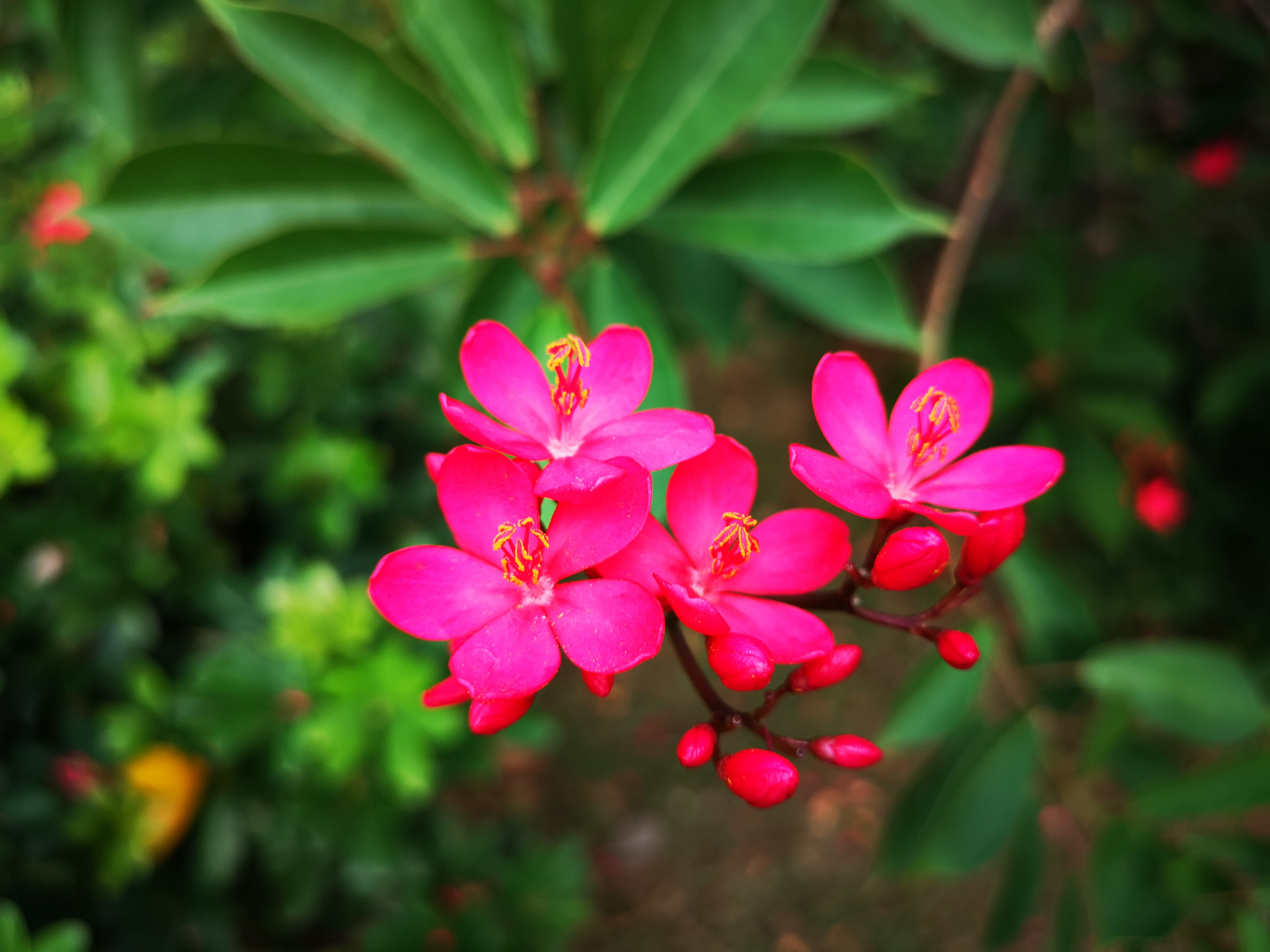 琴叶珊瑚,小花朵热烈红火