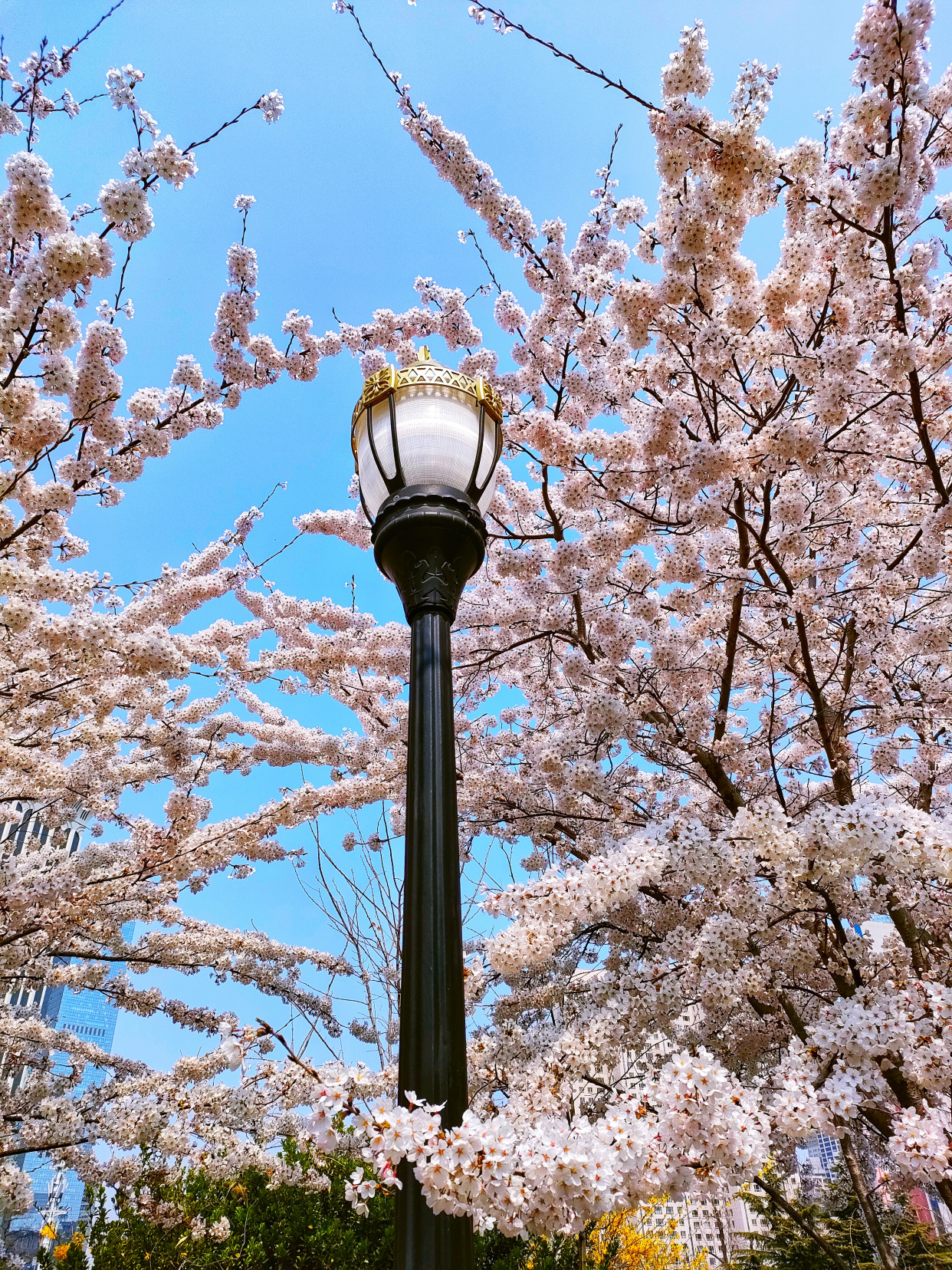 一整条街都是樱花,大连劳动公园太美了