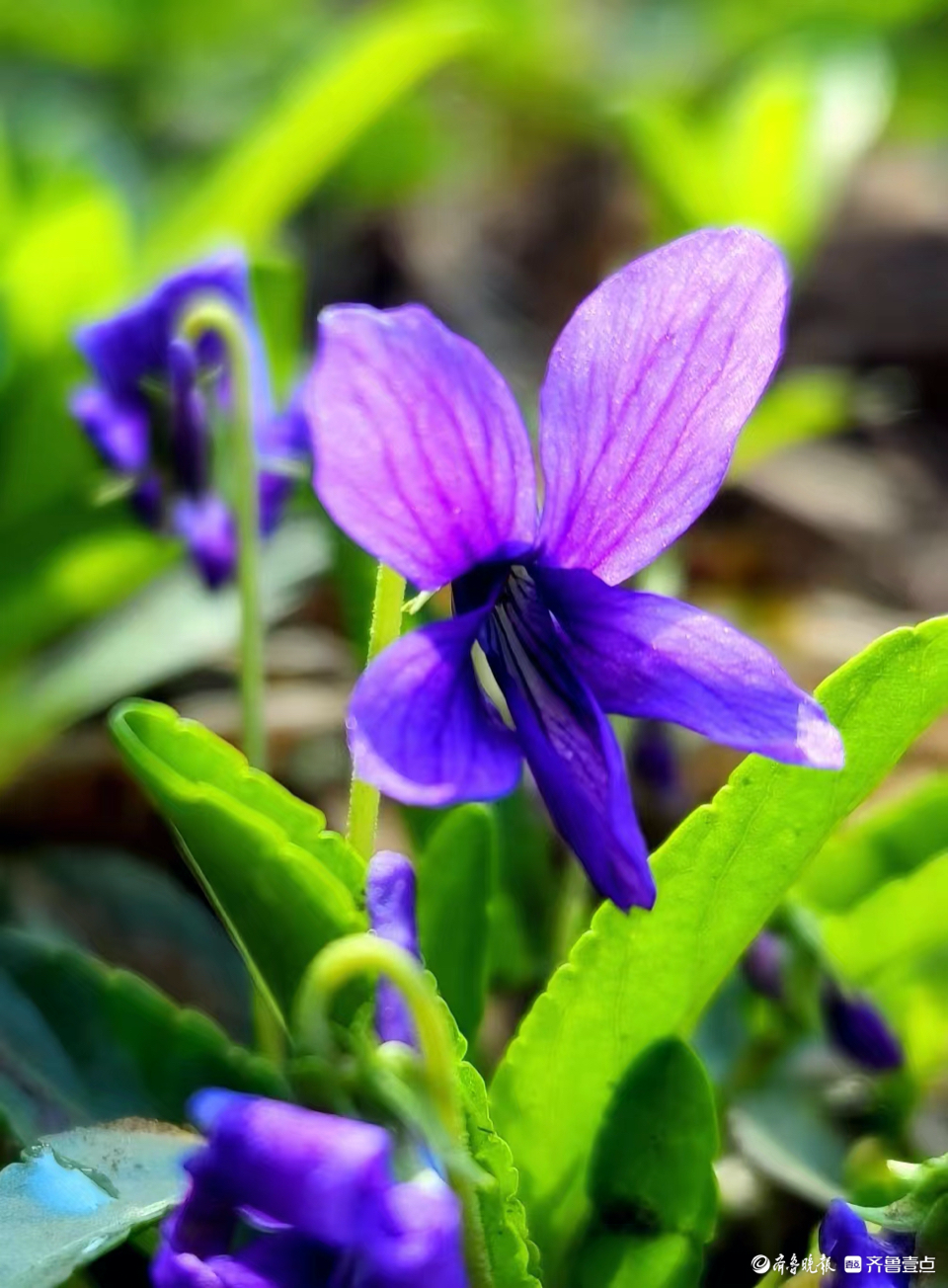 紫花地丁,开出了高贵神秘的花