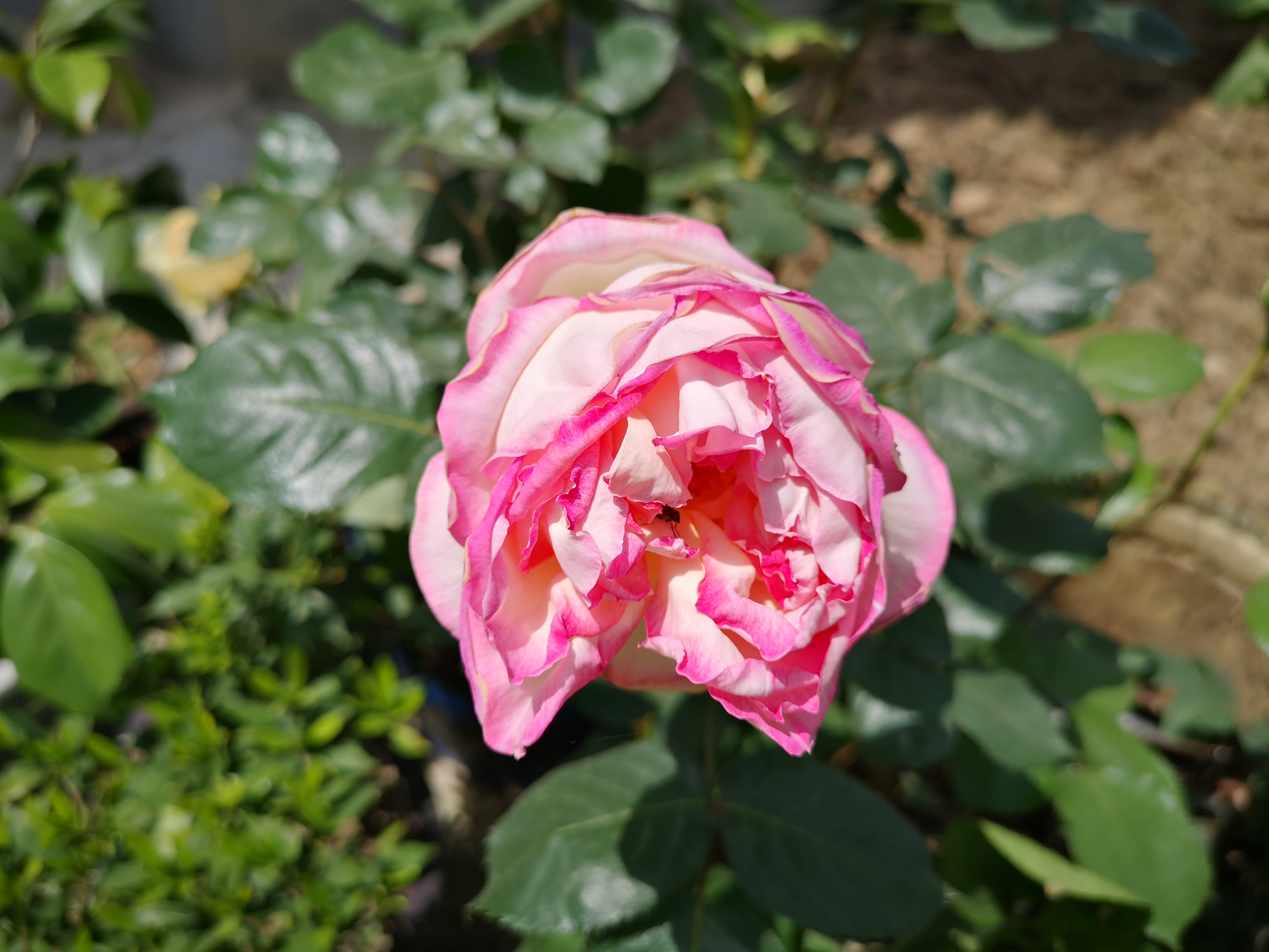 小院里的月季花,花香馥郁,缤纷绚丽