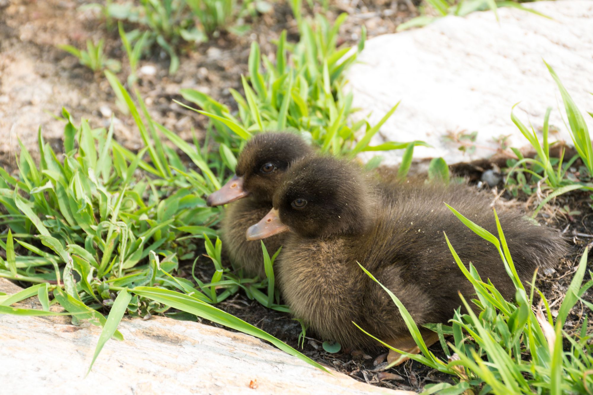 夏季外拍小黑鸭子