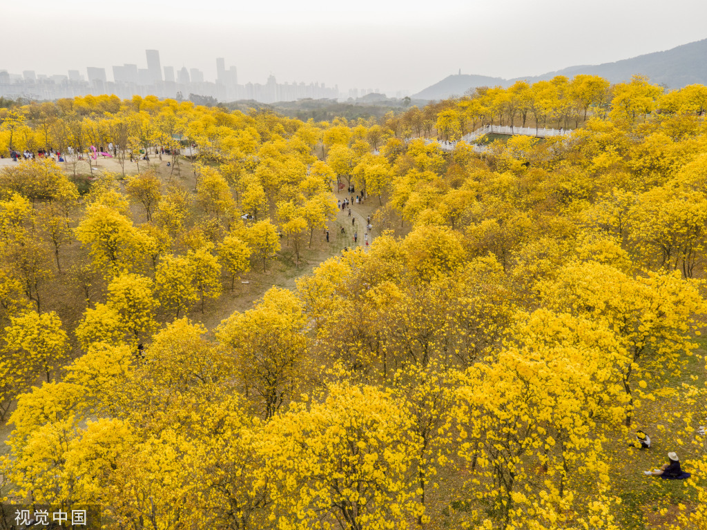 黄花木铃图片