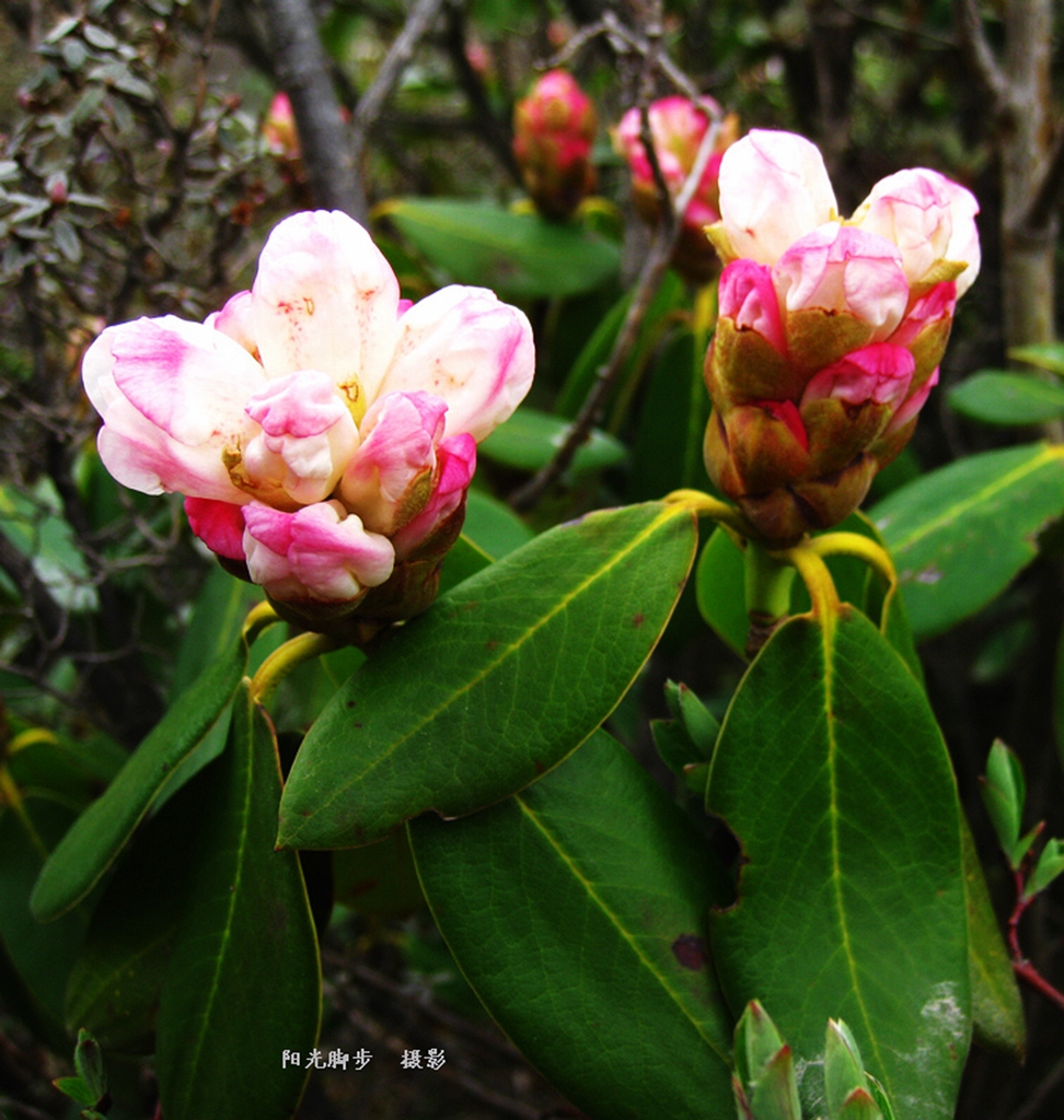 互助北山高山杜鹃(大叶)