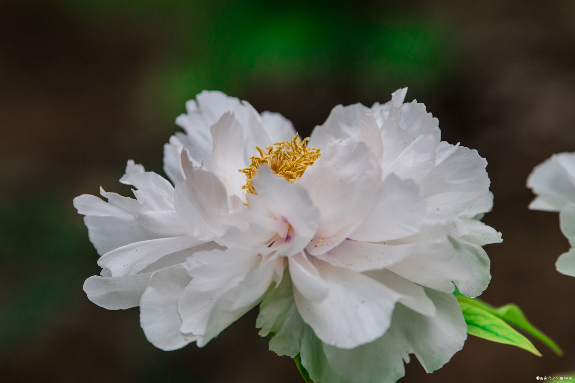 谷雨洗纤素,裁为白牡丹.——唐代:王贞白