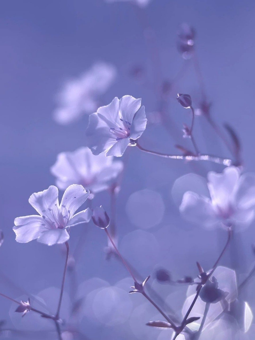 花系列壁纸,清新简约