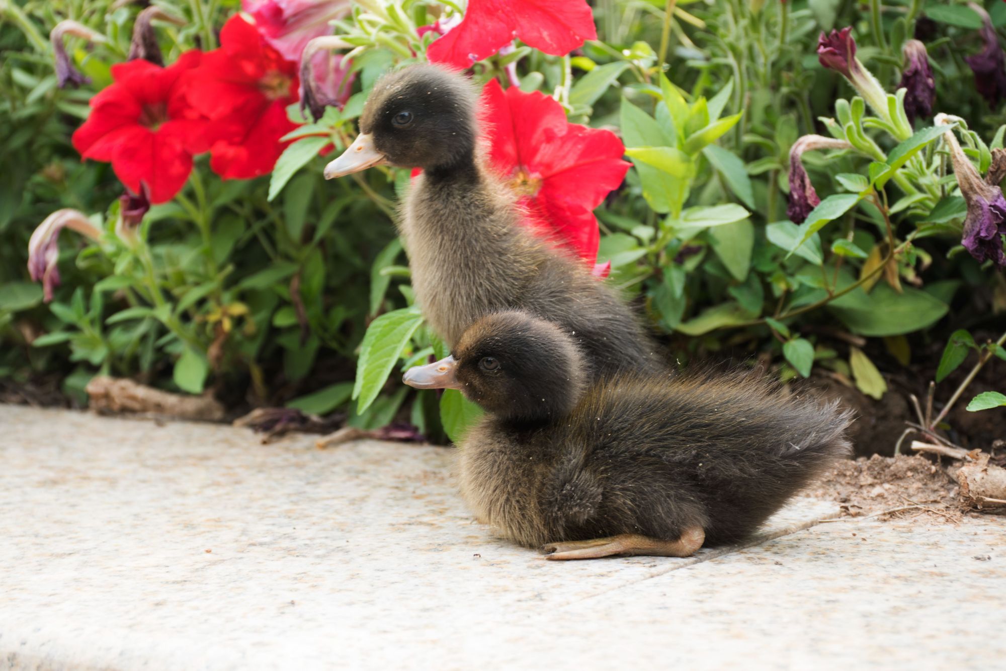 夏季外拍小黑鸭子