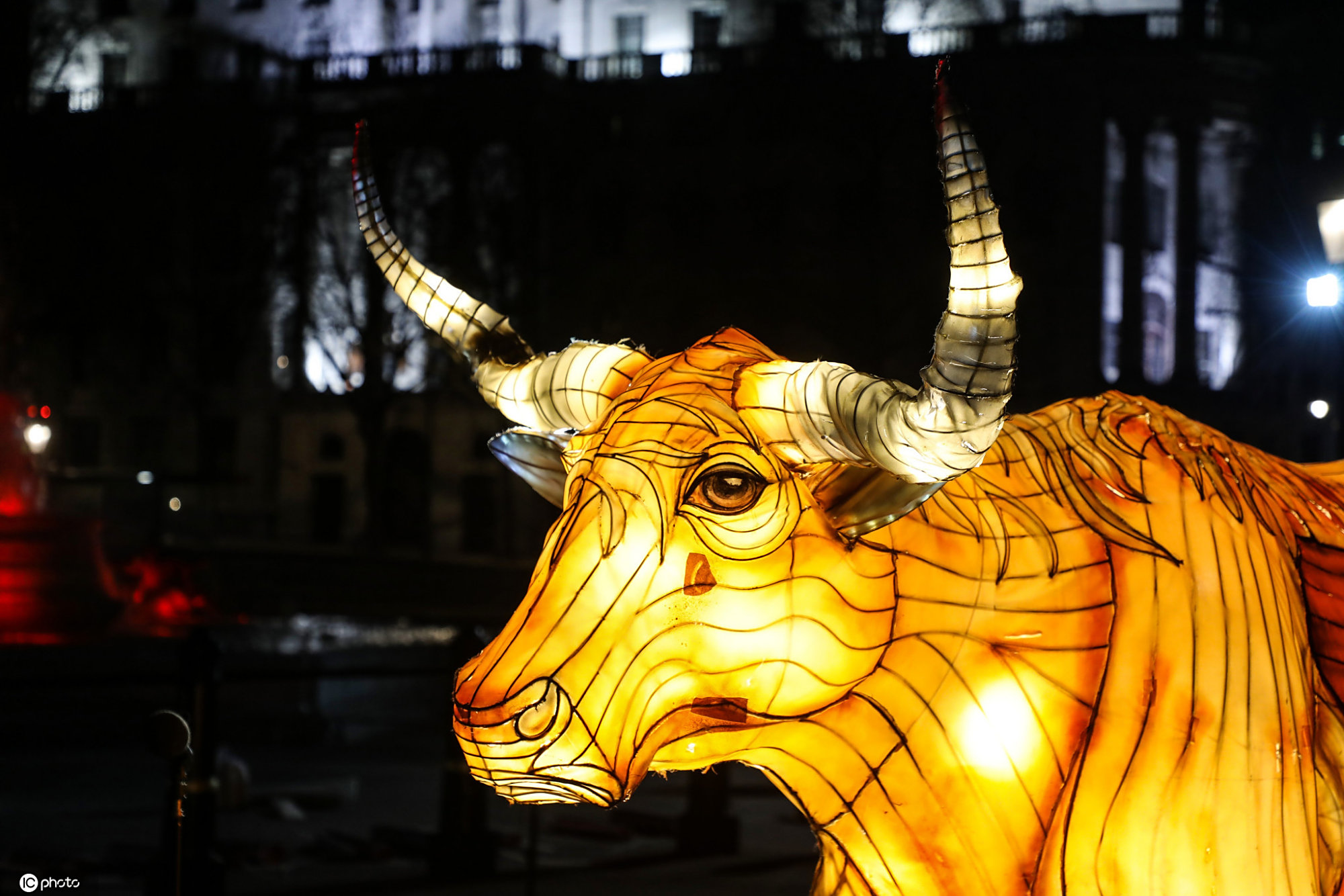 英国地标现牛型彩灯庆祝2021辛丑牛年