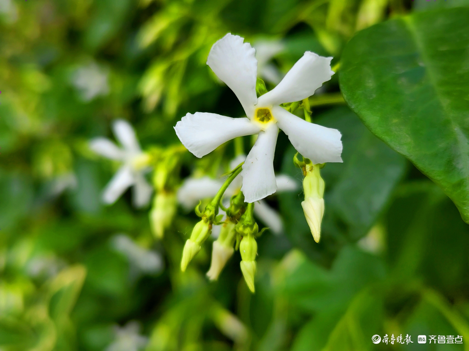 "转动"的风车茉莉花,开出了洁白的花朵