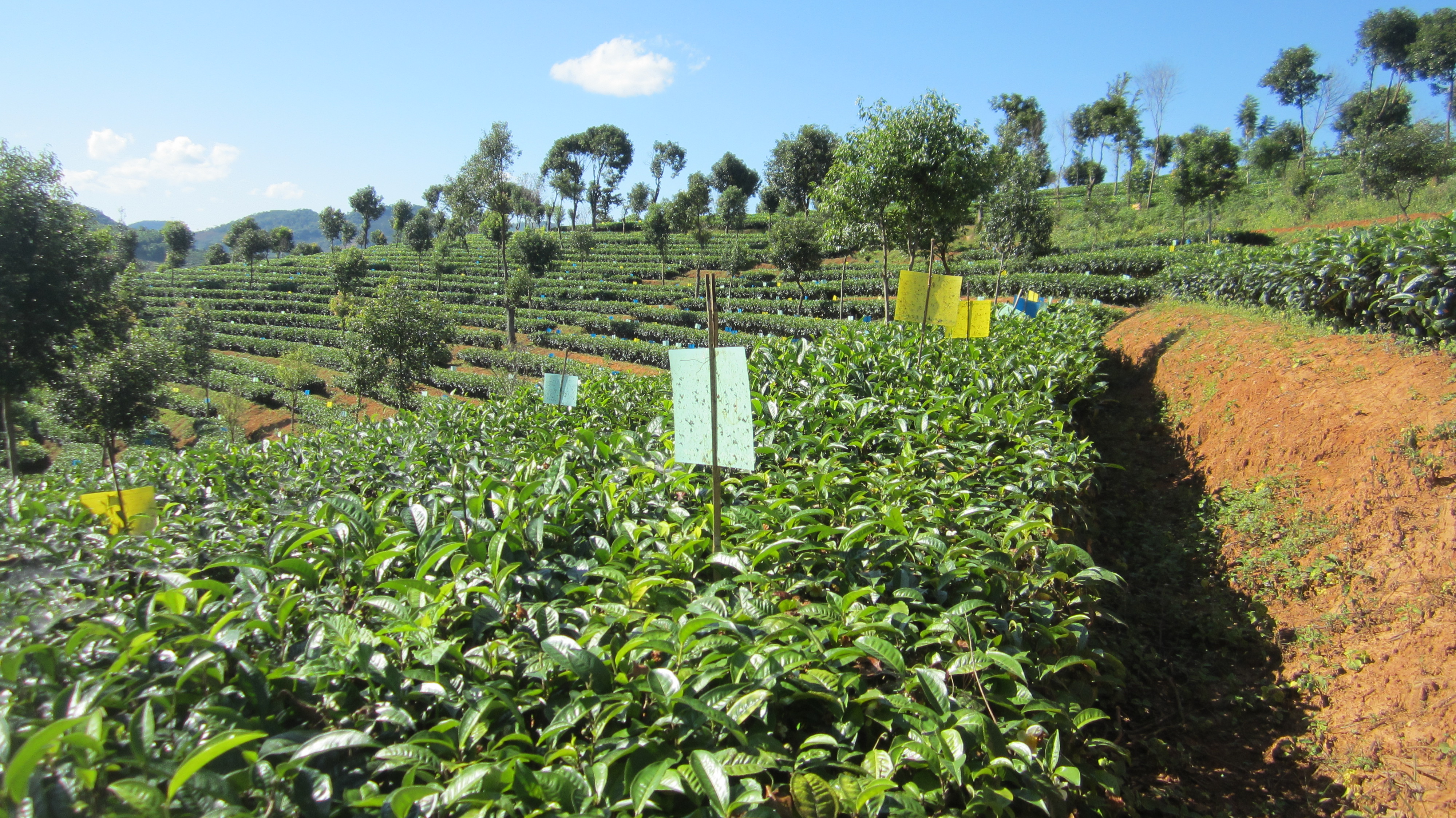 云南普洱茶园