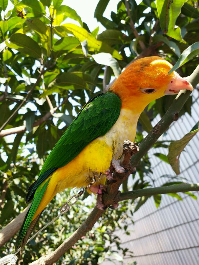 鸟类美图欣赏——凯克鹦鹉