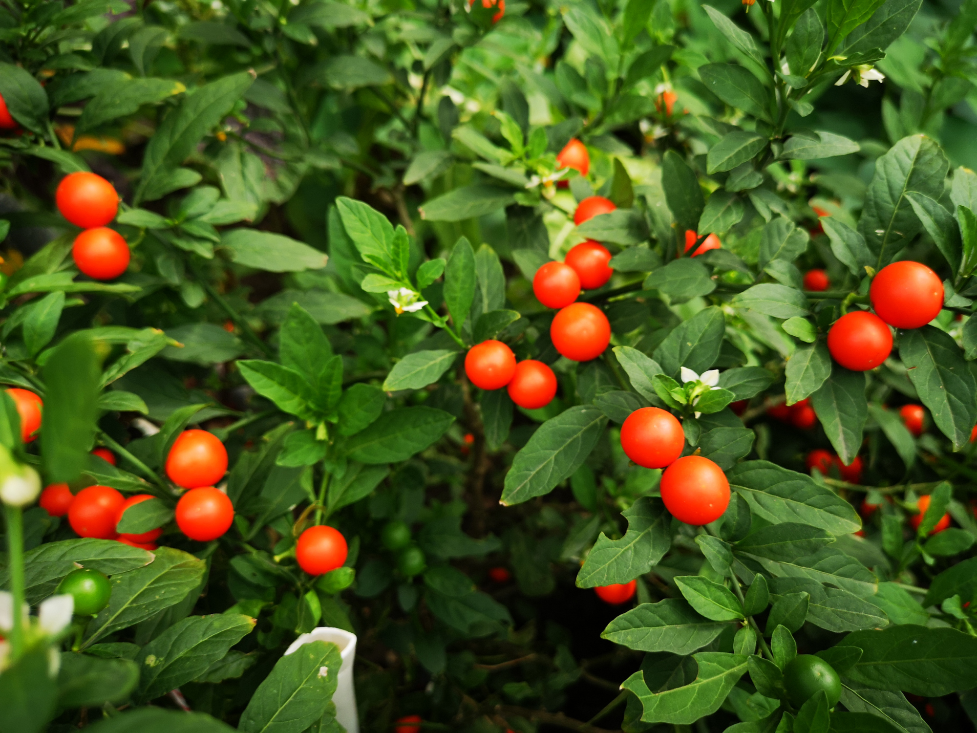 一树吉庆果,美丽鲜艳,吉祥喜庆