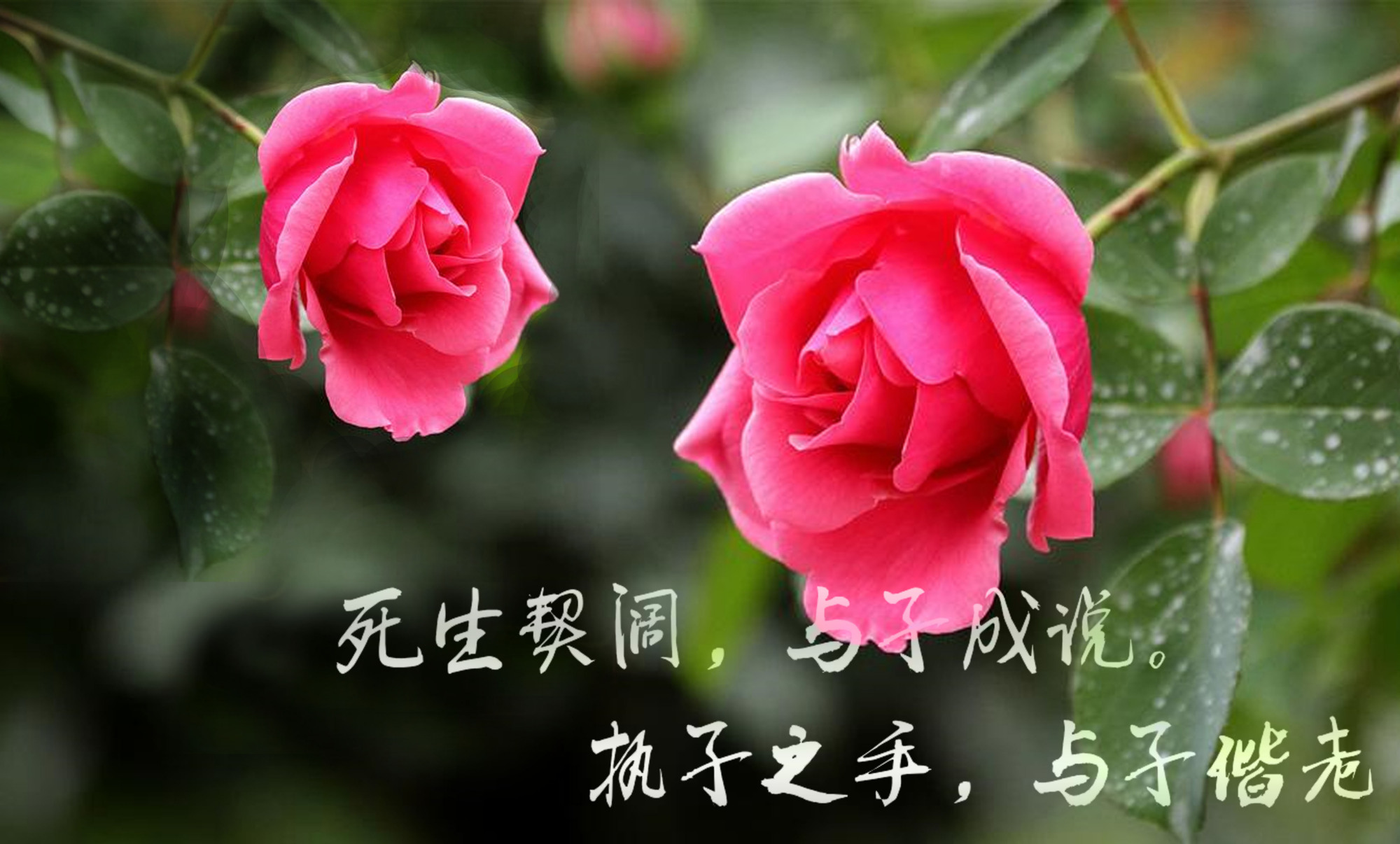「好看的pc桌面背景」死生契阔,与子成说,执子之手,与子偕老