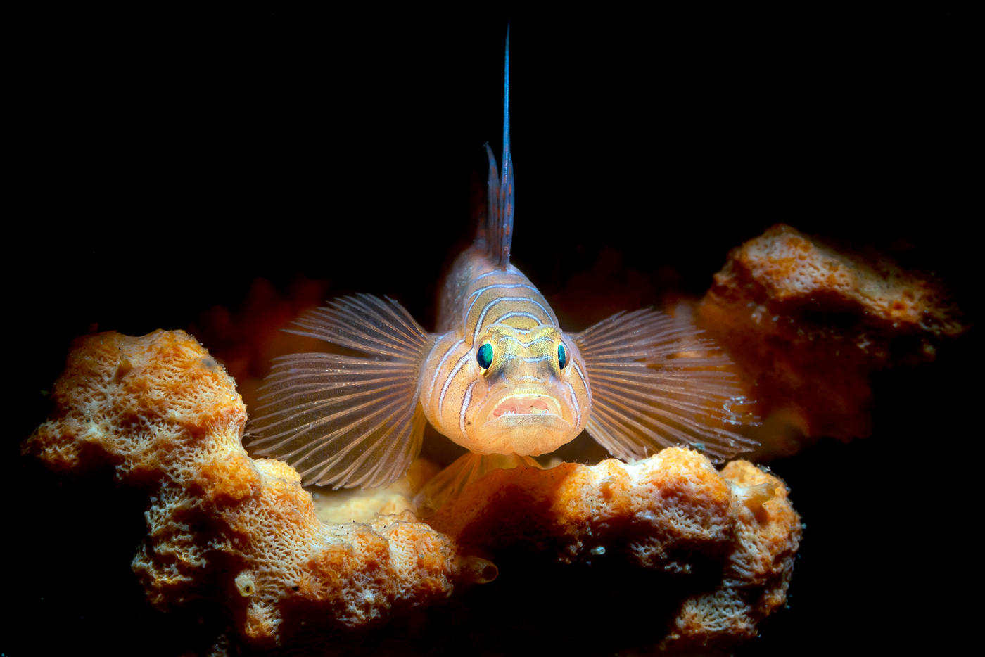 摄影师镜头中的水下王国,鱼儿成了可爱的精灵