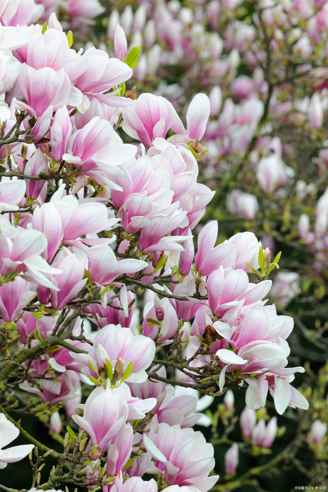 木末芙蓉花,山中发红萼.——唐代:王维(图:玉兰)
