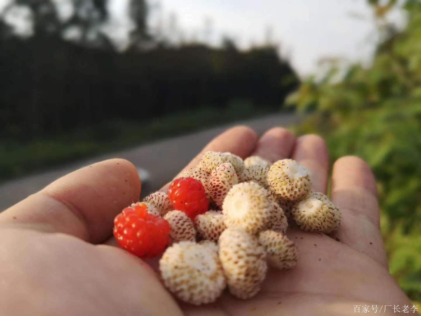 農村鄉下,家鄉野草莓和牛奶蒙,有吃過的嗎