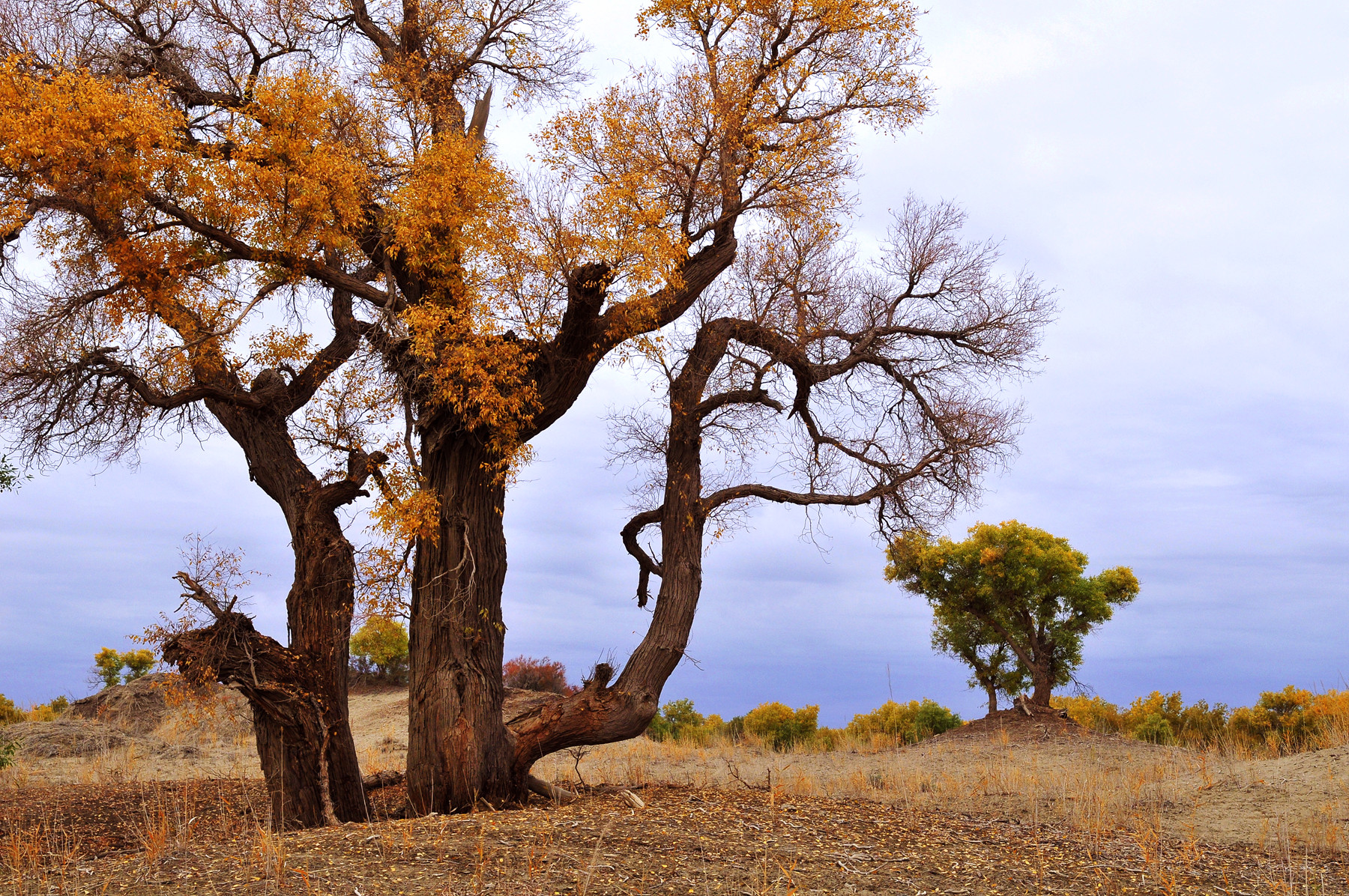 新疆记忆——沧桑,悲壮的古老树种胡杨(一)