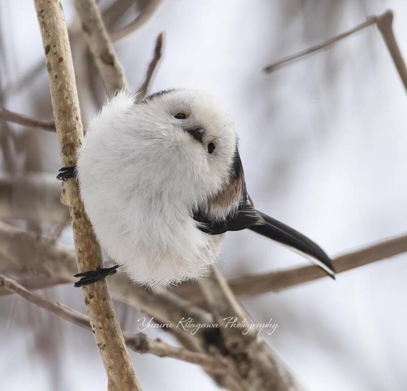 呆萌可爱的银喉长尾山雀有一个响亮的名字——肥啾!