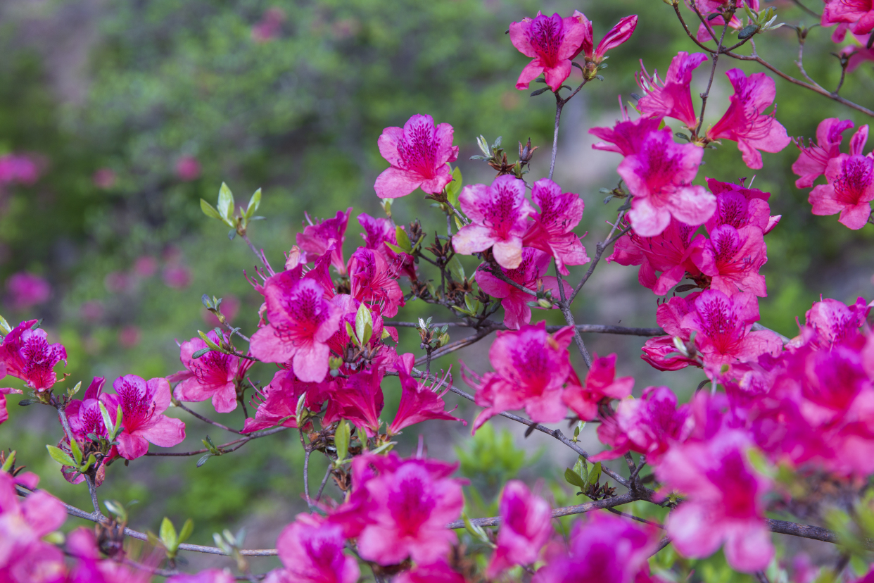 河南鲁山:四棵树平沟杜鹃花开满山岗