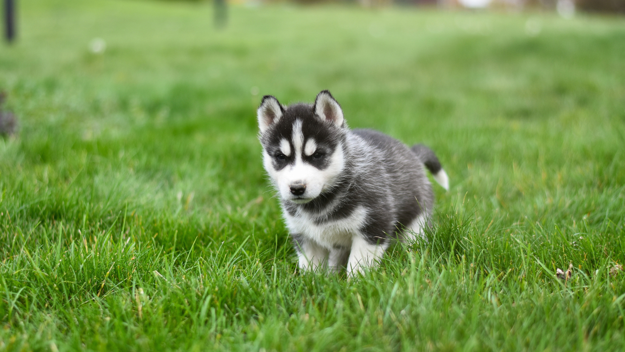 活泼可爱的幼年哈士奇