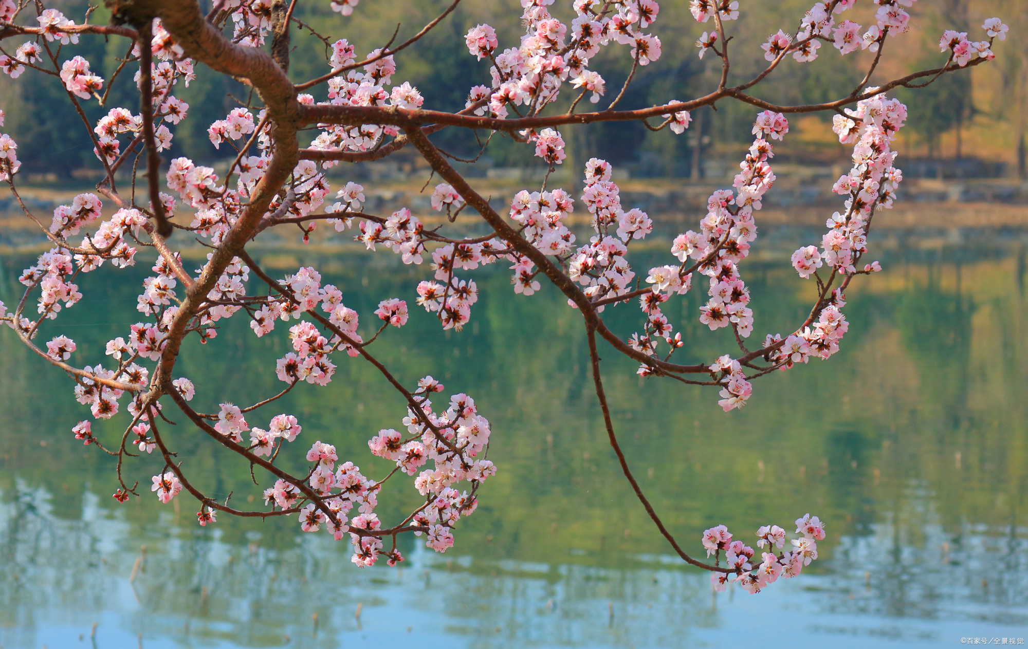 双飞燕子几时回?夹岸桃花蘸水开.——宋代:徐俯
