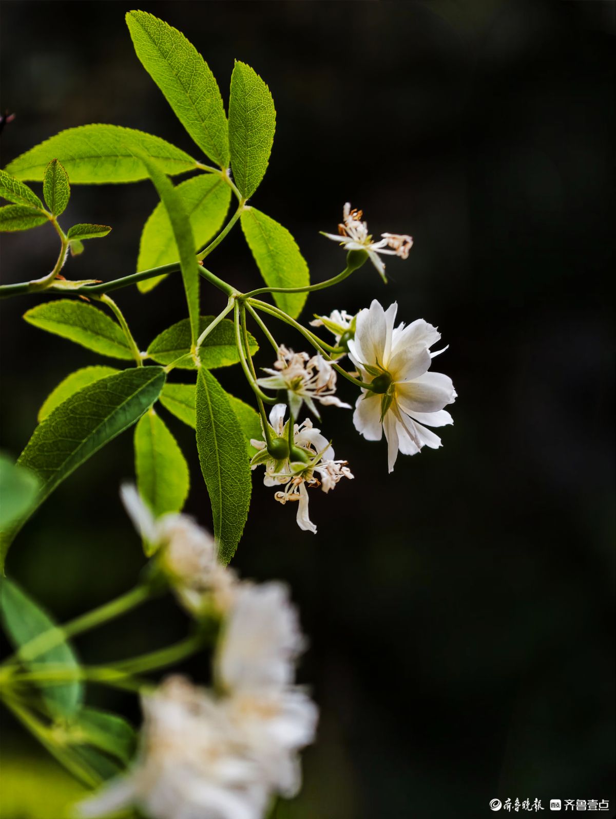 白木香花洁白似雪香飘十里