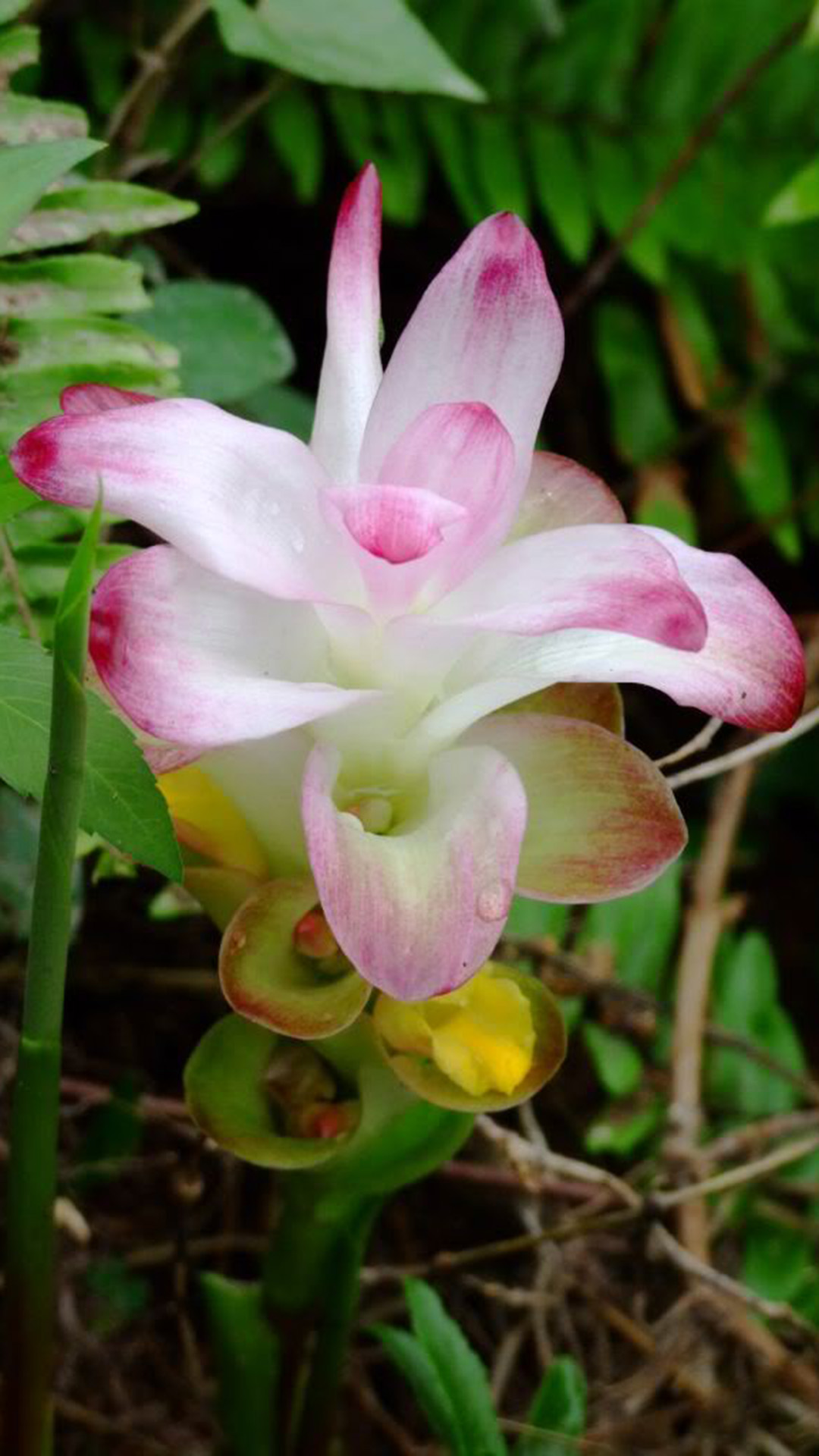 莪术(姜科姜黄属植物)