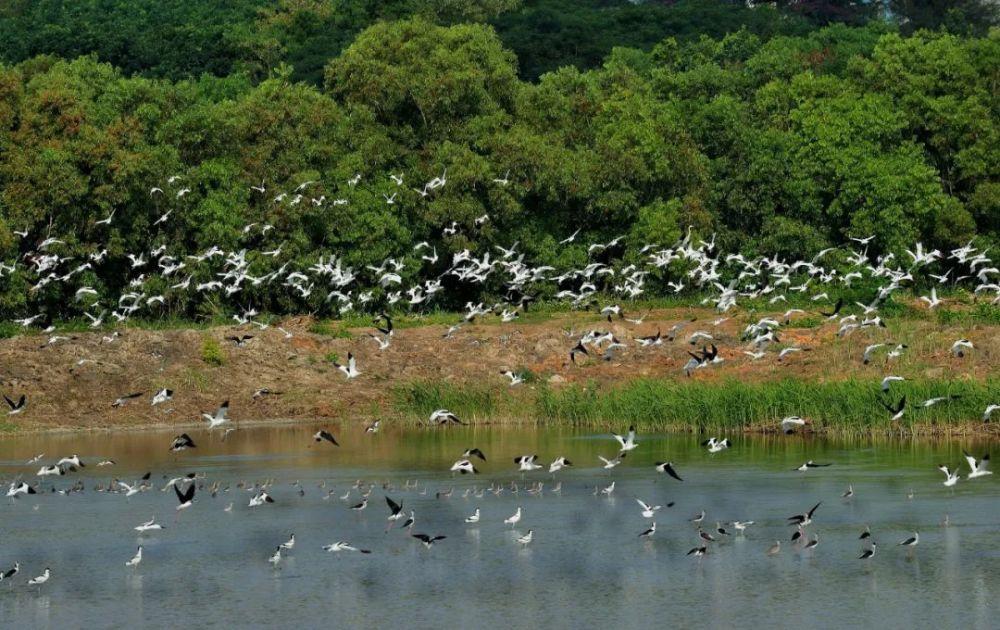深圳红树林自然保护区,人与自然和谐共处,闹市之中的美景!