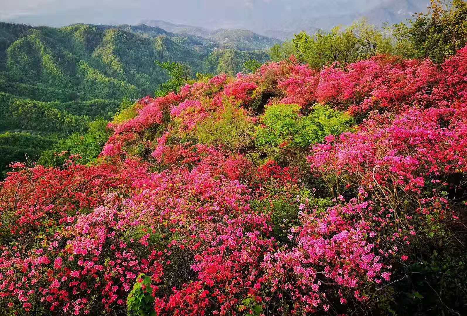 金寨黄狮寨映山红花开正艳