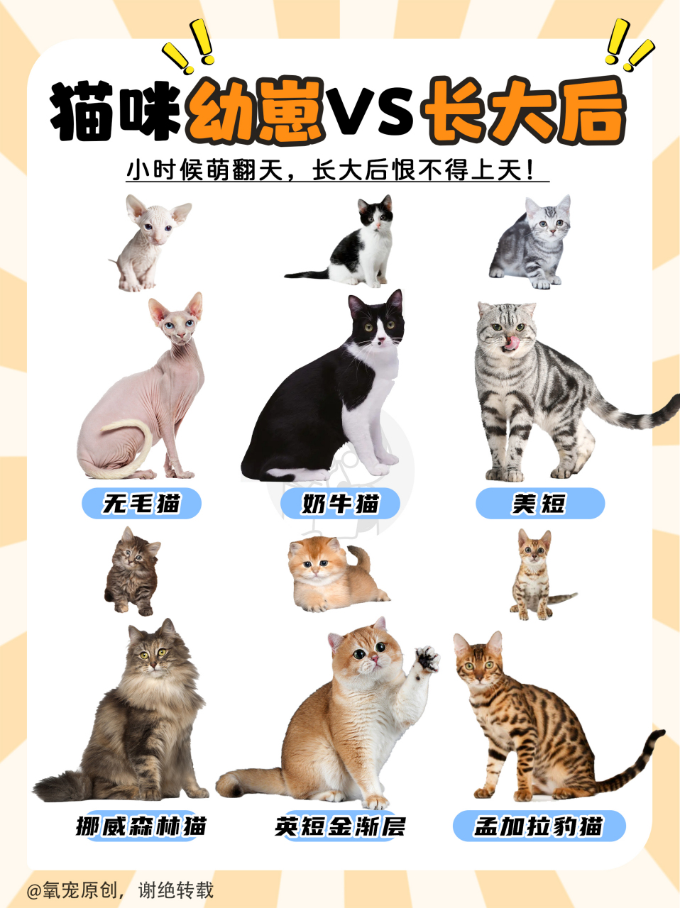 猫咪幼崽vs长大后,这差距你敢认?
