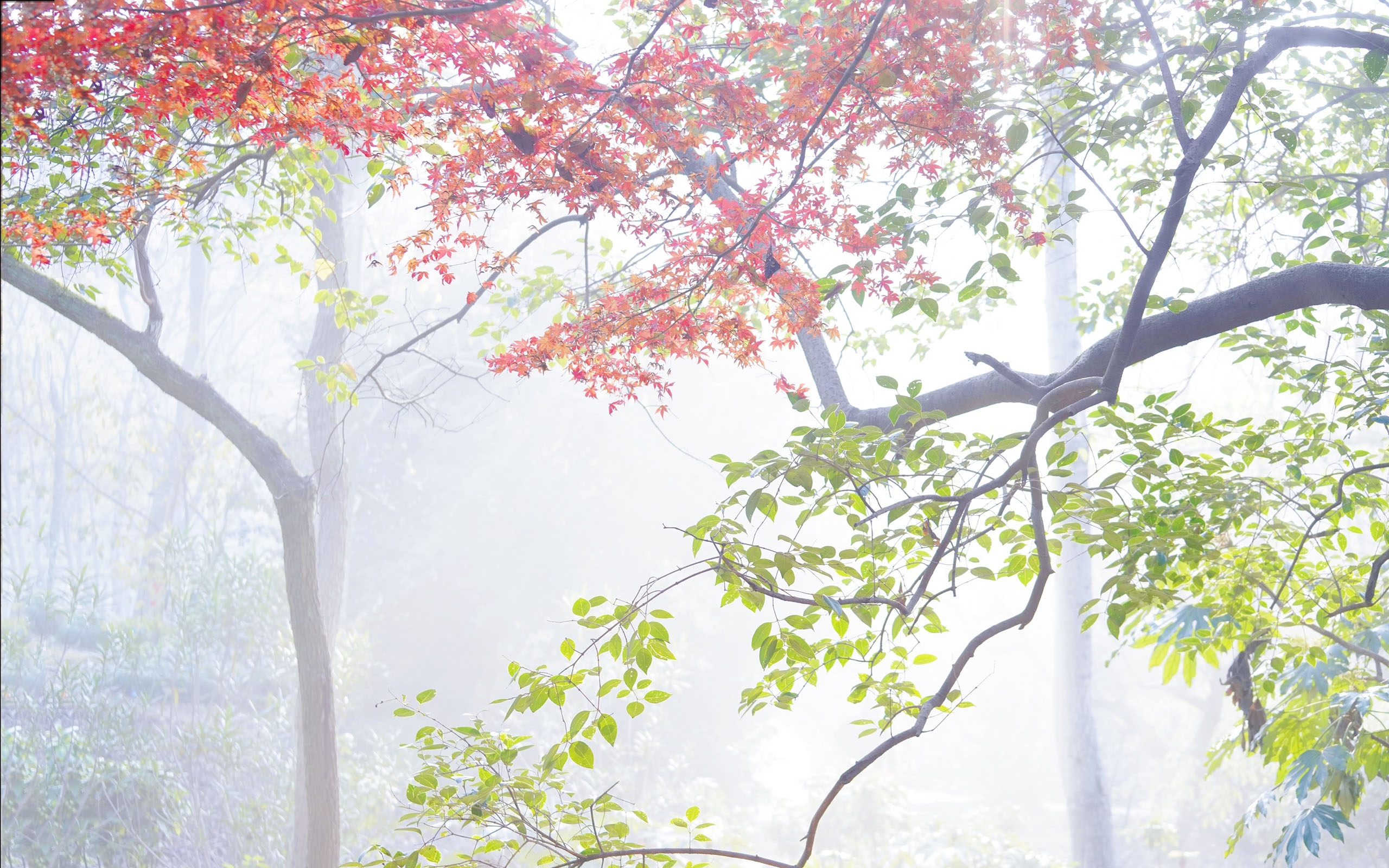 唯美迷人枫林景色