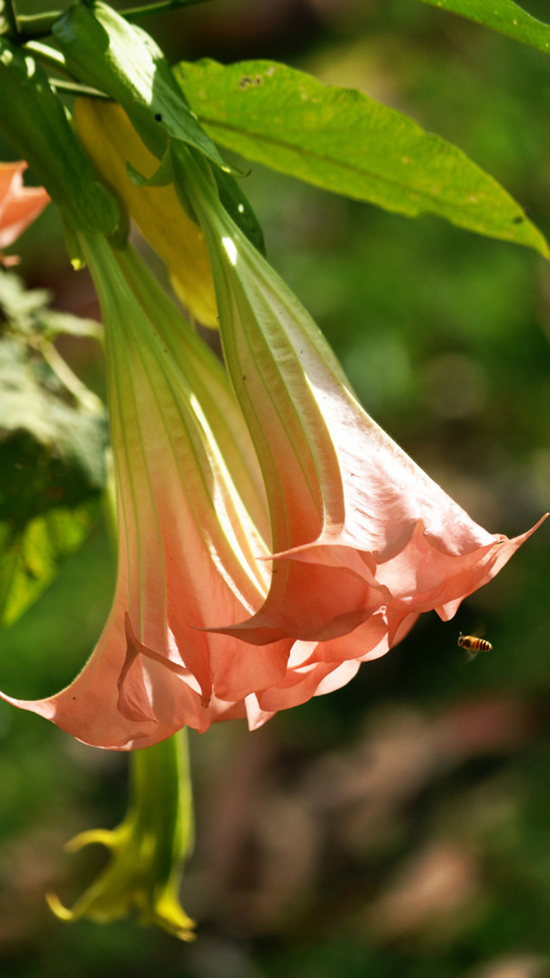 曼陀罗(茄科曼陀罗属植物)