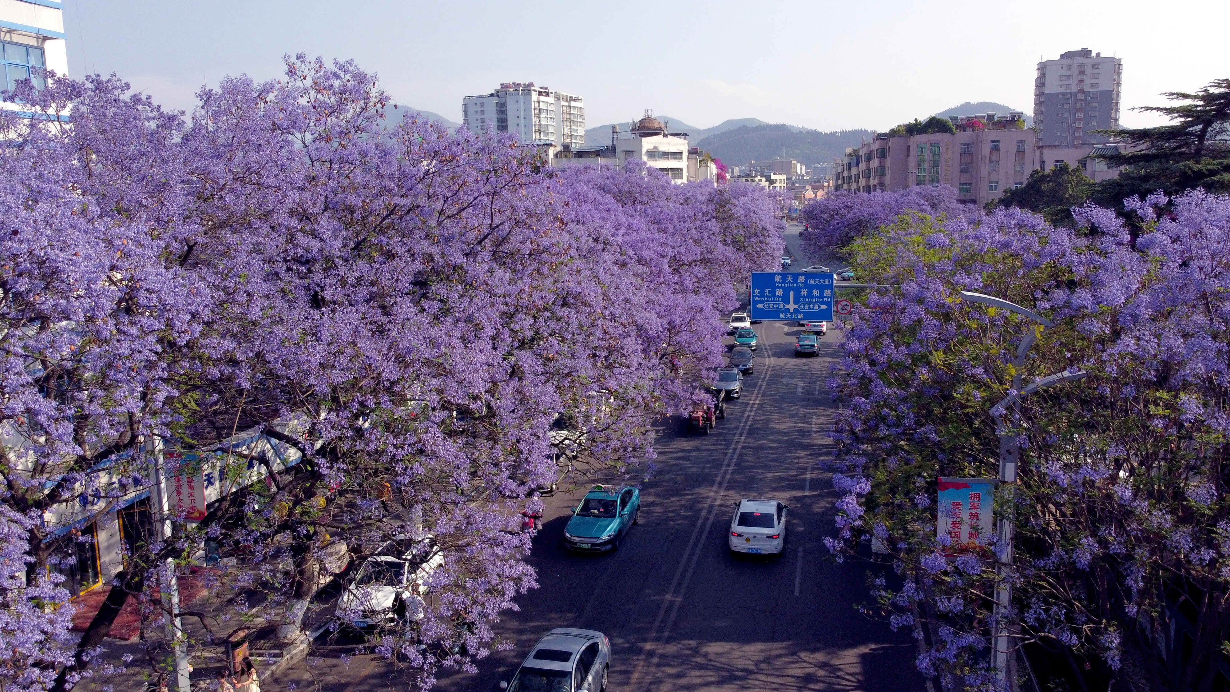 蓝楹花西昌图片