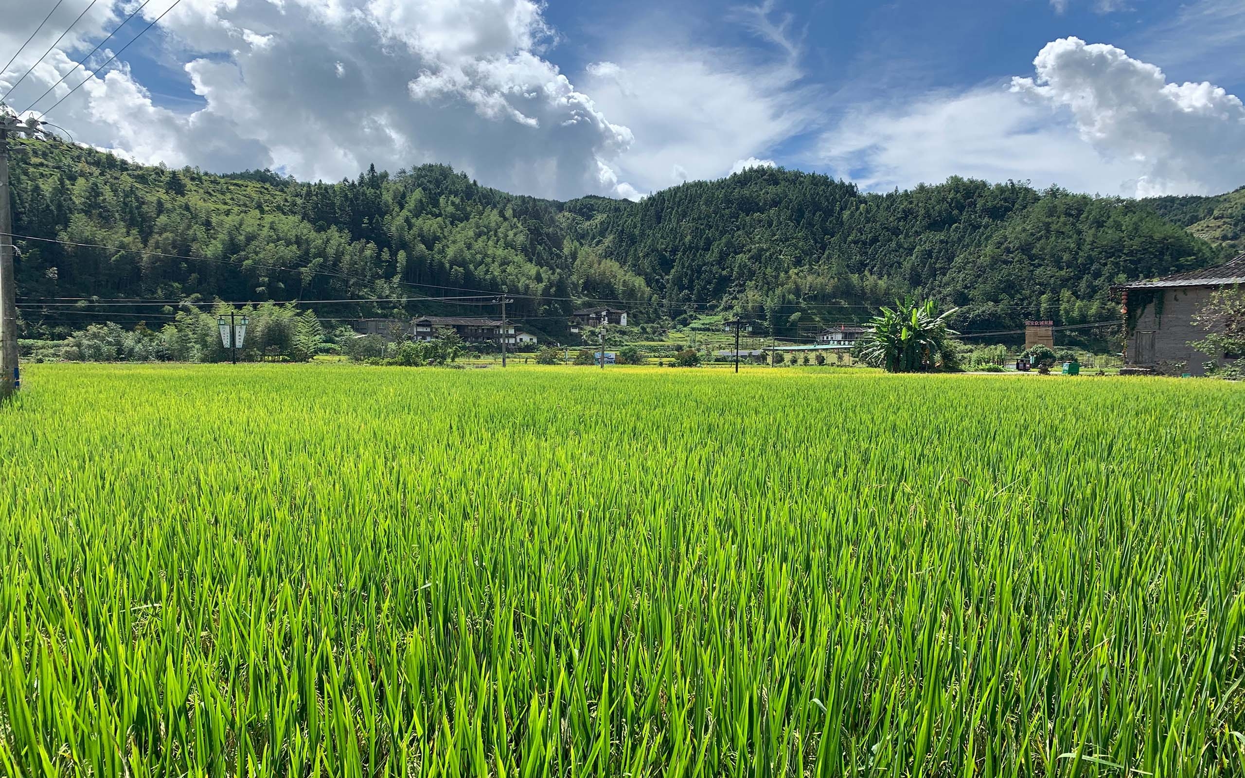 优美自然的稻田风光