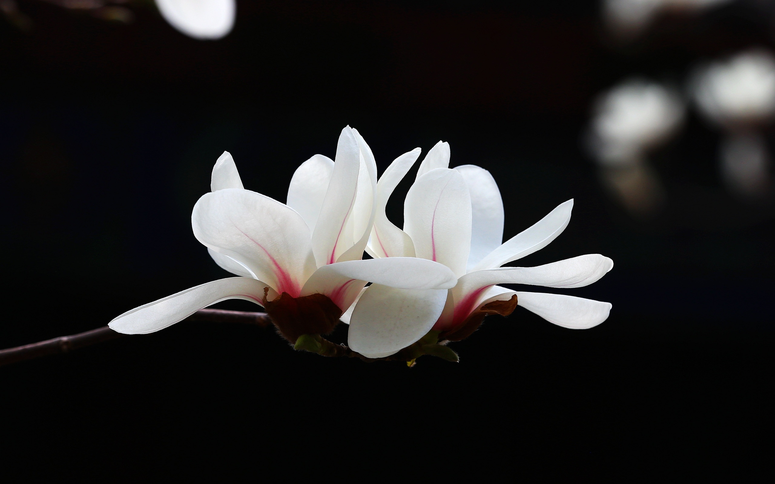 艳丽唯美的牡丹花与优雅端庄的玉兰花