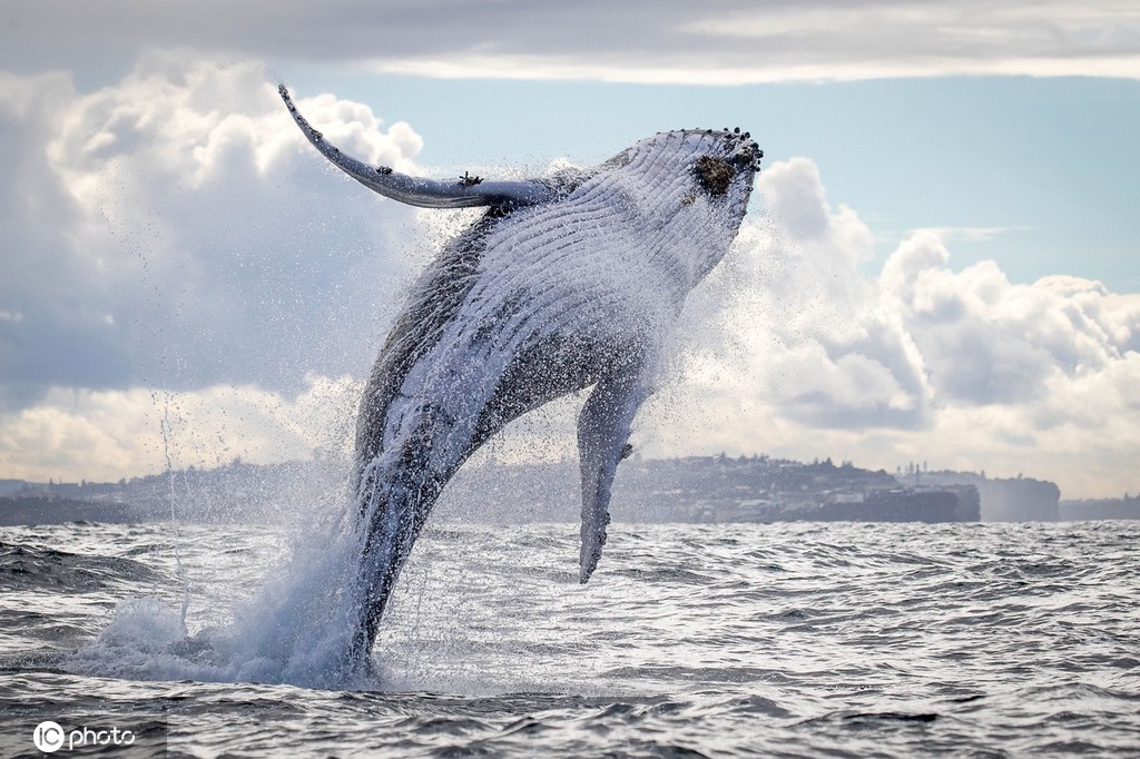 澳大利亚鲸鱼时隔多月见到人类超兴奋 疯狂跃出水面表演