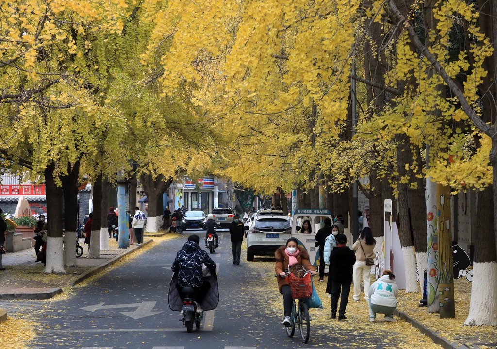 成都冬日银杏扮靓城市街景